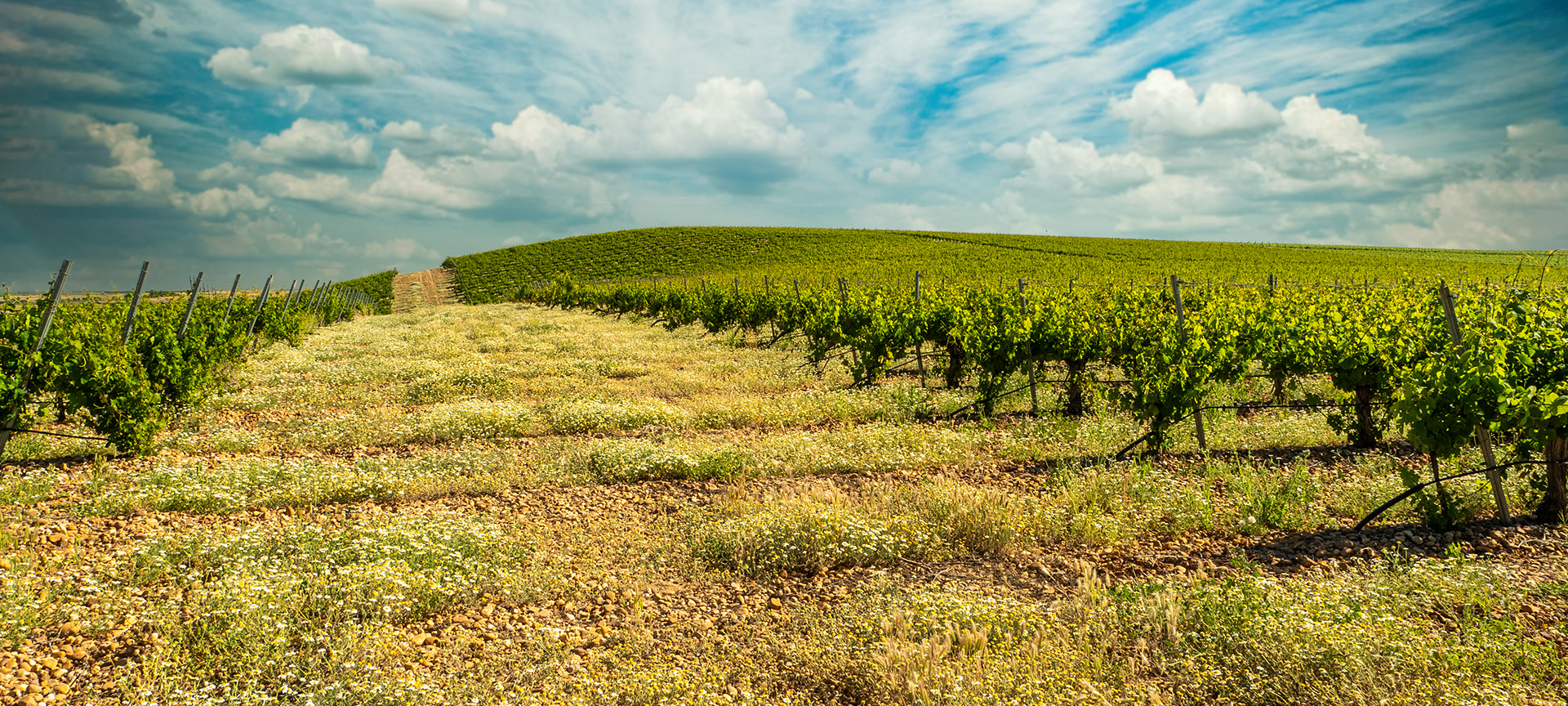 Weinberg. Weinstraße von Rueda