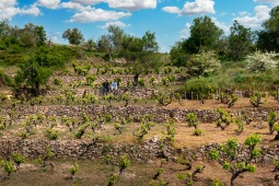 Vinhedo. Rota do Vinho de Sierra de Francia