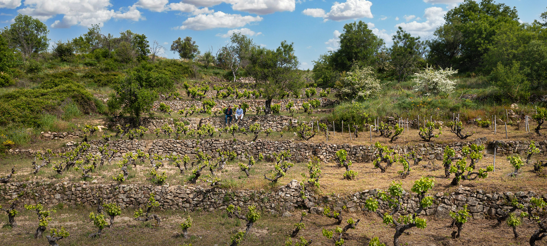 Weinberg. Weinstraße der Sierra de Francia