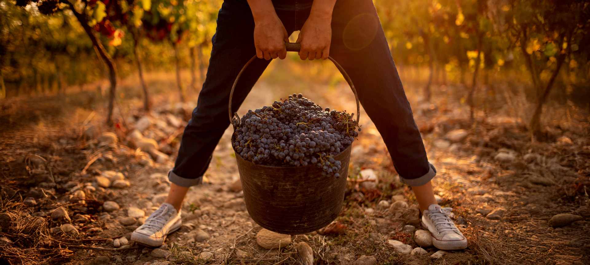 Colheita de uvas. Rota do vinho Somontano