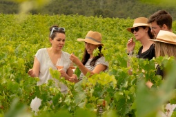 People looking at a vineyard. Yecla wine route