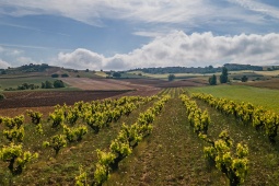 Landscape of a vineyard. Zamora wine route
