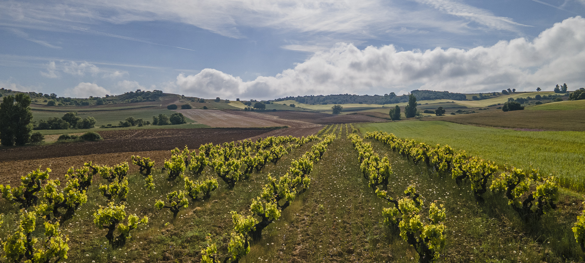 Weinberg. Weinstraße von Zamora
