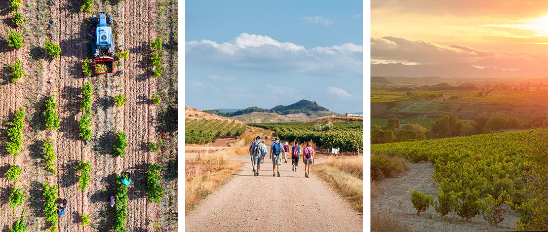 Left: Harvesting grapes / Centre: Pilgrims among vineyards / Right: Sunset in the vineyards of La Rioja  Left: Harvesting grapes / Centre: Pilgrims among vineyards / Right: Sunset in the vineyards of La Rioja