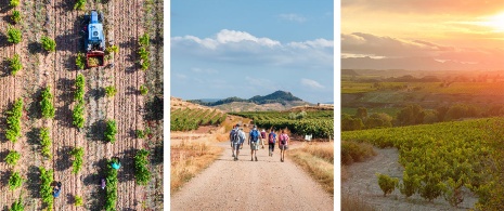  Links: Weinlese / Mitte: Pilger zwischen Weinbergen / Rechts: Sonnenuntergang in den Weinbergen von La Rioja