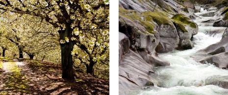 Cherry trees in blossom and Garganta de los Infiernos in the Jerte Valley