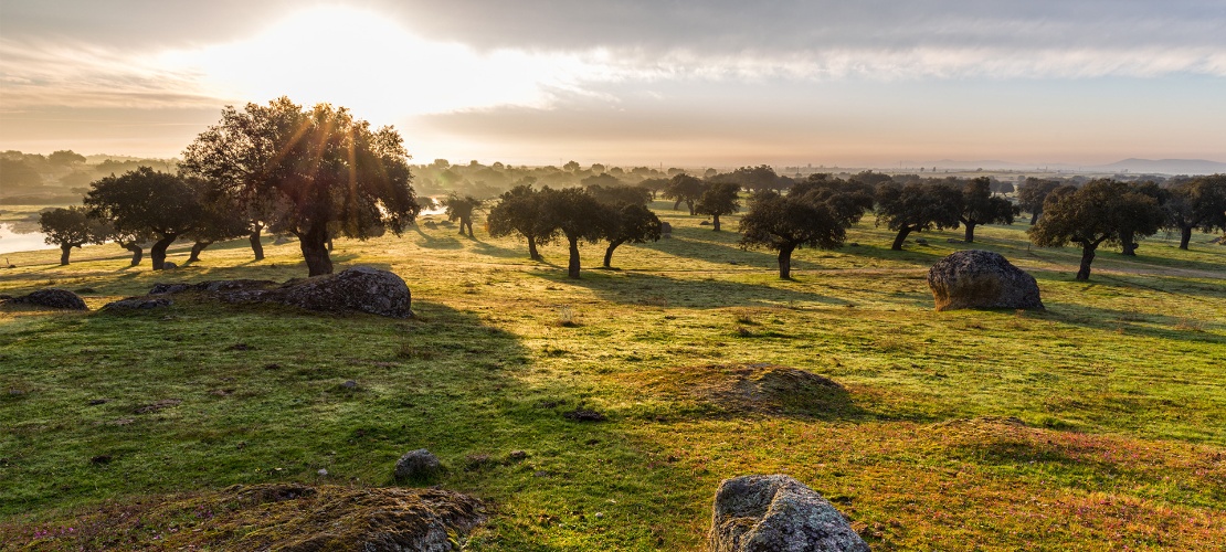 Coucher de soleil dans les pâturages d’Estrémadure