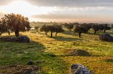 Coucher de soleil dans les pâturages d’Estrémadure