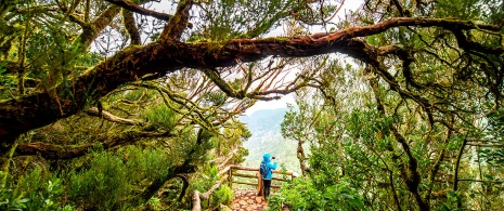 Parque Nacional de Garajonay, La Gomera