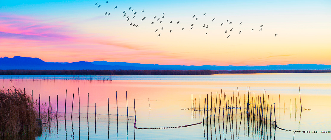 Parque Natural de L'Albufera de Valencia Parque Natural de L'Albufera de Valencia