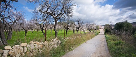 Almond trees in blossom in Mallorca
