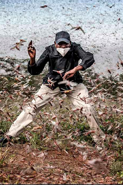 Finalist for “Photo of the Year”. Fighting Locust Invasion in East Africa 