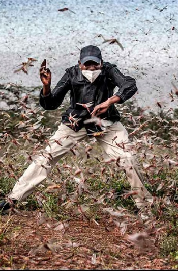 「世界報道写真コンテスト」の大賞候補作。Fighting Locust Invasion in East Africa（アフリカ東部で大量発生したイナゴとの闘い）