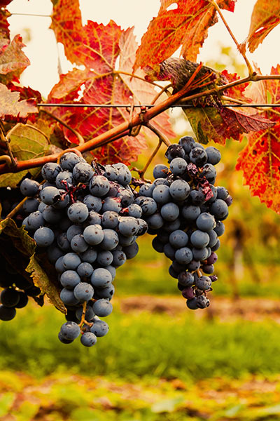Are you familiar with our wine routes?
