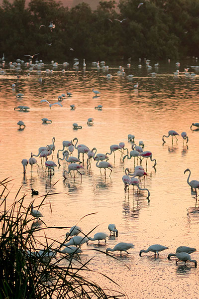 Marshes in the Doñana National Park