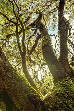 Garajonay National Park, La Gomera