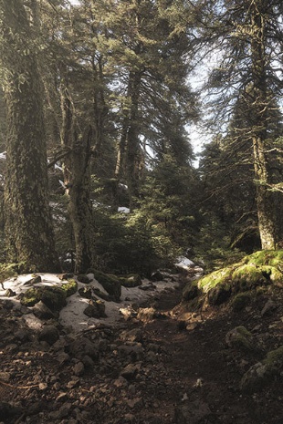 Las jodłowy w Parku Narodowym Sierra de las Nieves, Malaga