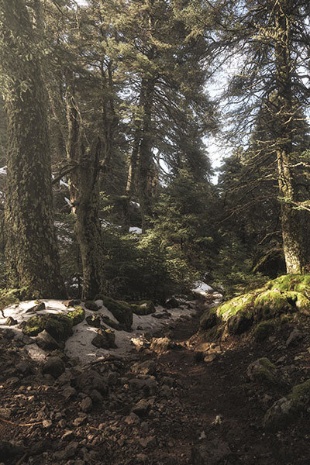 Spanish Fir Forest in the Sierra de las Nieves National Park, Málaga