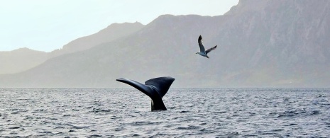 アトラス山脈を背にジブラルタル海峡を泳ぐマッコウクジラ