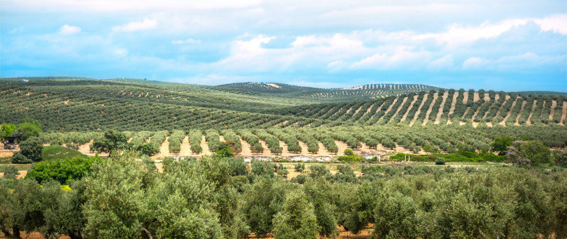 Olive grove in the province of Jaén, Andalusia Olive grove in the province of Jaén, Andalusia