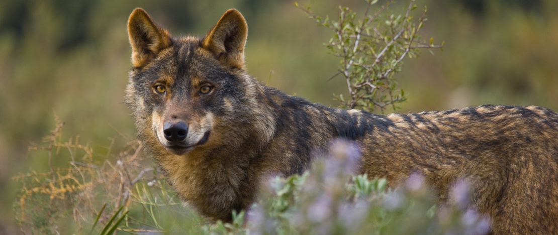 スペインで動物観察のサファリができる場所 Spain Info 日本語 スペインで動物観察のサファリができる場所 Spain Info 日本語
