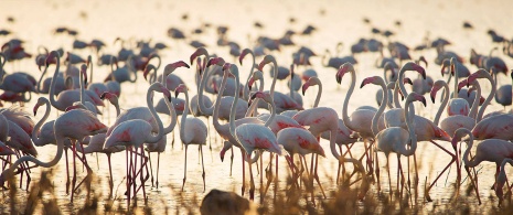 Alagadiços no Parque Nacional de Doñana