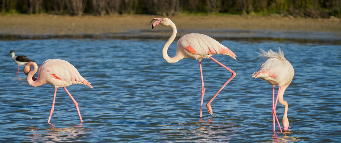 アンダルシア州マラガ県フエンテ・デ・ピエドラの潟湖にいるフラミンゴ アンダルシア州マラガ県フエンテ・デ・ピエドラの潟湖にいるフラミンゴ
