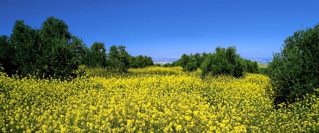 Olivar en Sierra Magina, Jaén (Andalucía)