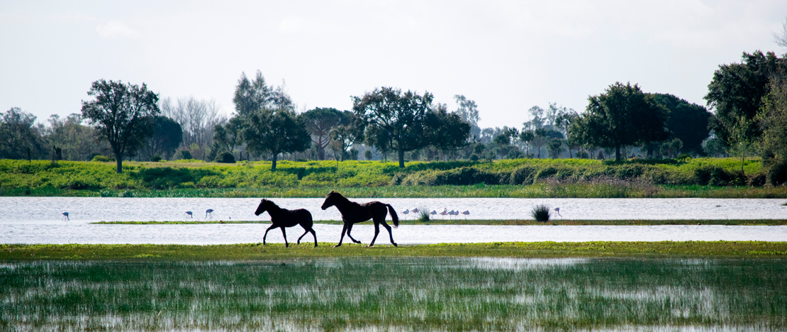 Cavalos no Parque Nacional de Doñana, em Huelva, Andaluzia