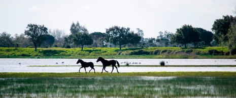 Лошади в национальном парке Доньяна в провинции Уэльва, Андалусия