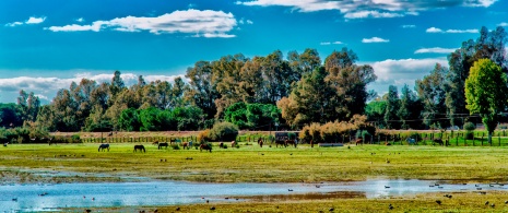 Vue du parc national de Doñana, Andalousie