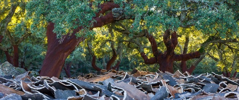 Parque Natural de los Alcornocales, Cádiz