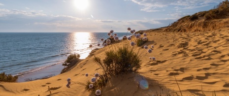 Veduta delle dune della spiaggia di Matalascañas a Huelva, in Andalusia