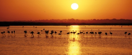 Doñana National Park