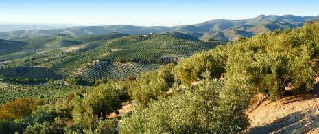 Оливковые рощи в Хаэне, Андалусия