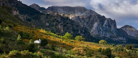 Sierra de las Nieves National Park, Malaga province