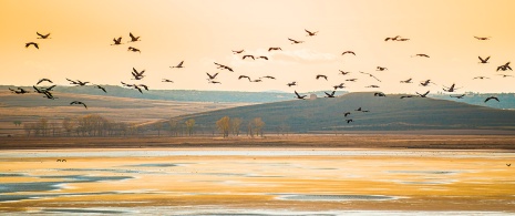 Kraniche im Naturschutzgebiet der Lagune von Gallocanta, Aragonien