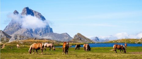 Un grupo de caballos pastando junto a los Ibones de Anayet, Huesca