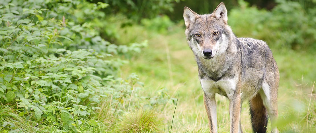 Wolf Wolf