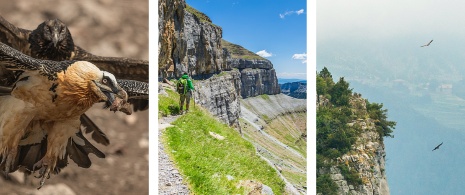 Links: Bartgeier / Mitte: Wanderer unterwegs im «Blumenstreifen» im Nationalpark Ordesa y Monte Perdido, Huesca / Rechts: Bargeier auf dem Flug über dem Monte Perdido, Huesca