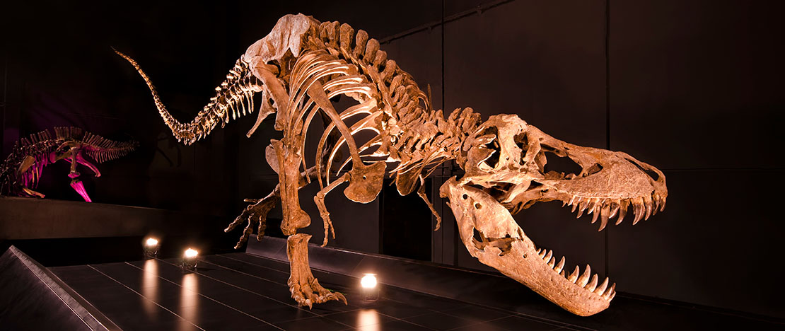 アラゴン州テルエルのディノポリスに展示されているティラノサウルス・レックス アラゴン州テルエルのディノポリスに展示されているティラノサウルス・レックス