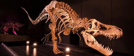 ティラノサウルス・レックス。古生物学博物館。テルエルのディノポリス