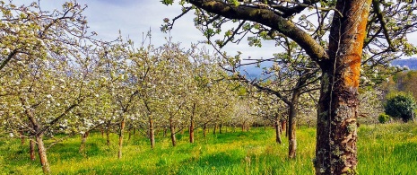 Meli a Nava. Comarca del Sidro. Asturie