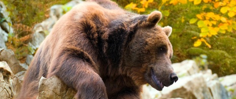 Braunbär in Asturien