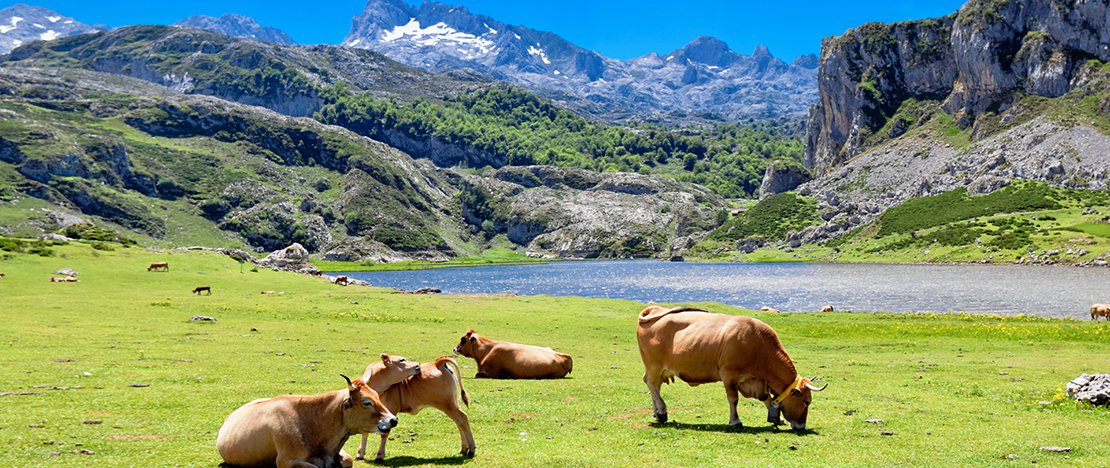 Cows grazing by Lake Ercina in Covadonga Cows grazing by Lake Ercina in Covadonga