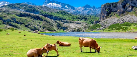 Mucche che pascolano vicino al lago Ercina a Covadonga