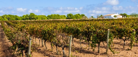 Detail der Weinberge auf Formentera, Balearische Inseln