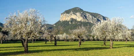 View of almond trees in bloom in the municipality of Alaró in Majorca, Balearic Islands.