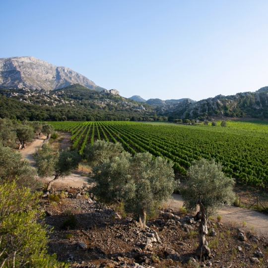 Blick auf Weinberge im Norden der Insel Mallorca