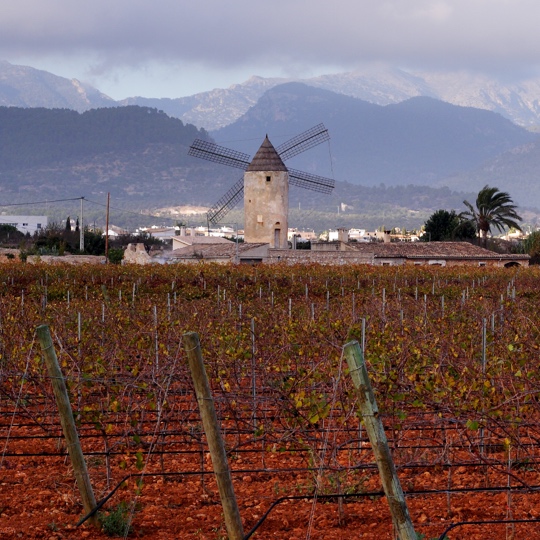 Vineyards at the foot of the Sierra de Tramuntana mountains in Binissalem, Mallorca